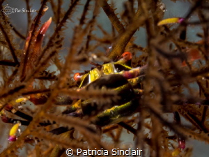 "Embedded"
This crab moved into the gorgonian to avoid b... by Patricia Sinclair 